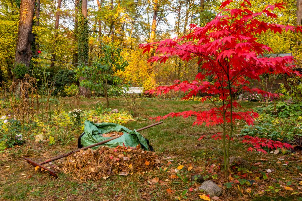 Baumfällgenehmigung: Wann Sie den Baum im eigenen Garten fällen dürfen
